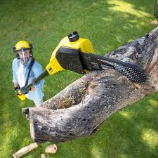 Best Tree Preservation Services  in Avodo Heights, CA